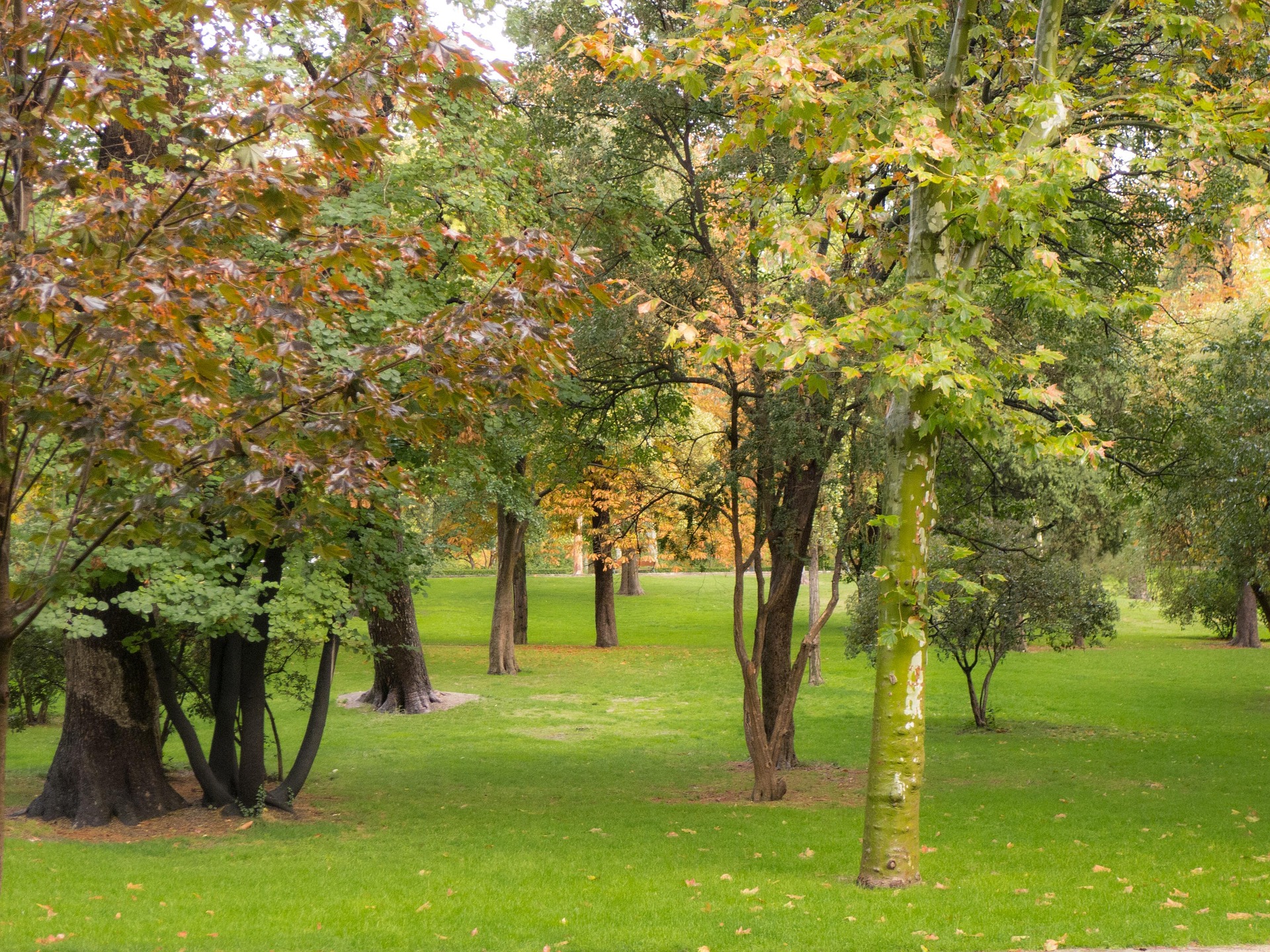 The Lush Green Lawn — Why a Great Yard Makes You Happier