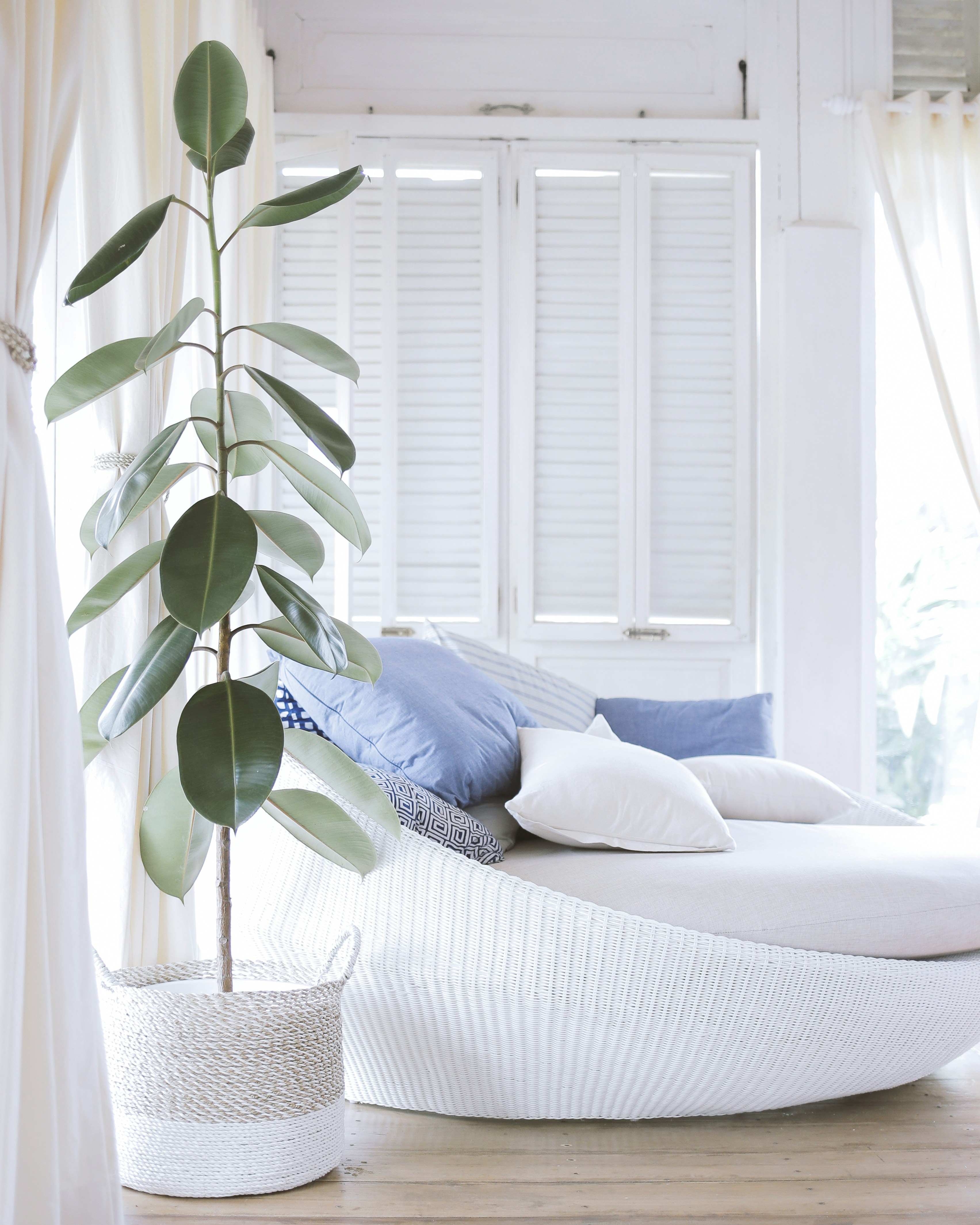 Houseplants for Every Room: Which Plants Thrive Where (Even If You Have a Black Thumb)